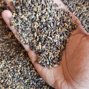 Cardamom single seed