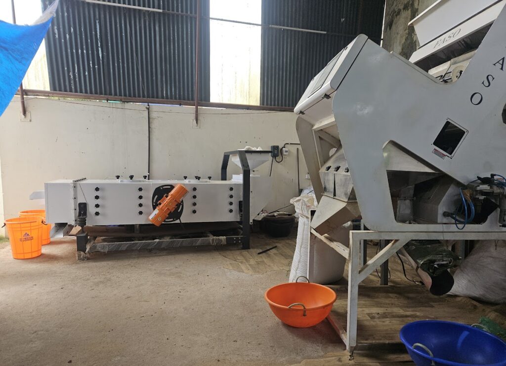 Cardamom grading and quality sorting for wholesale buyers in India